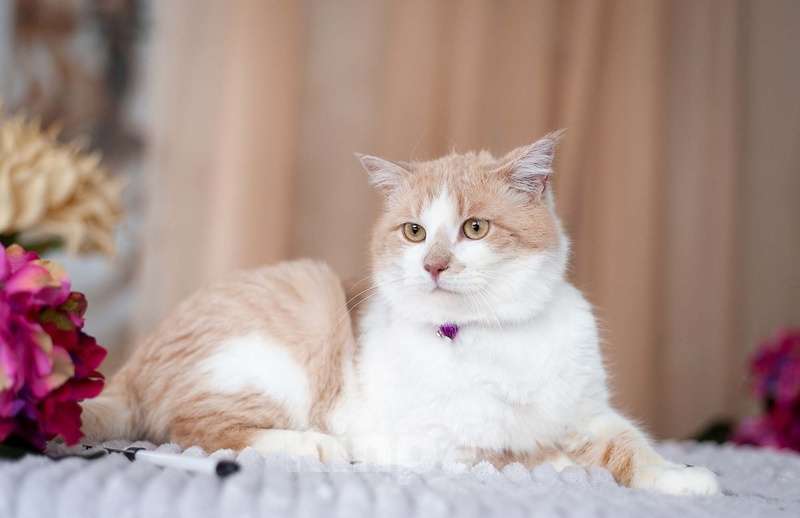 Кошки в Москве: Рыжий британец Хьюго в добрые руки Мальчик, Бесплатно - фото 3