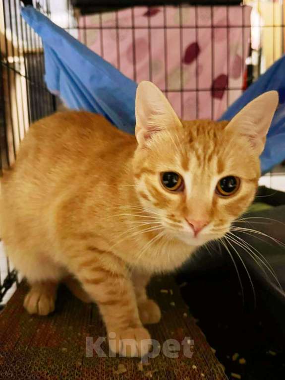 Кошки в Москве: Шикарный юный котик Янтарь в добрые руки  Мальчик, Бесплатно - фото 6