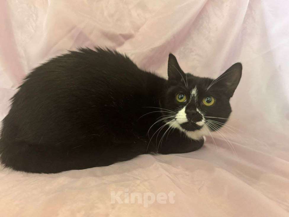 Кошки в Москве: Приютите одинокого Ронечку. Мальчик, Бесплатно - фото 5