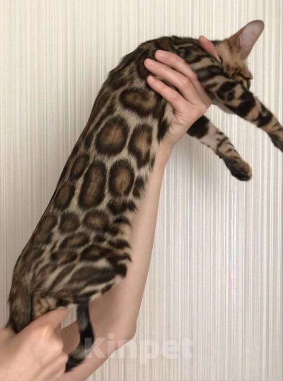 Кошки в Москве: Бенгальский котенок Мальчик, 50 000 руб. - фото 4