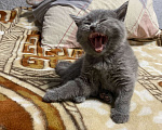 Кошки в Брянске: Шотландские котята  Девочка, 1 000 руб. - фото 2