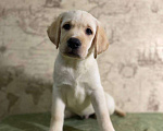 Собаки в Пушкино: Щенки Лабрадора от плановых вязок Мальчик, 40 000 руб. - фото 2