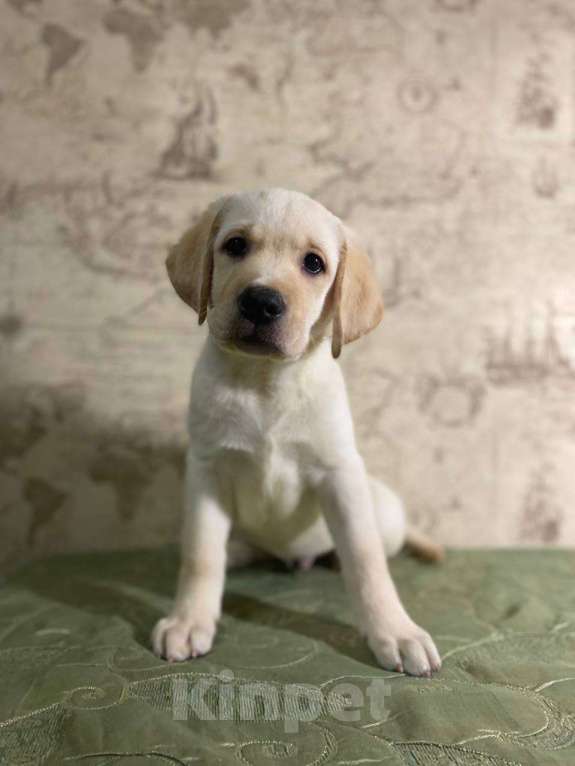 Собаки в Пушкино: Щенки Лабрадора от плановых вязок Мальчик, 40 000 руб. - фото 2