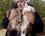 Собаки в Судаке: Щенки среднеазиатской овчарки Мальчик, 4 000 руб. - фото 3