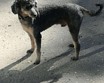 Собаки в Самаре: Пудель ,приглашает на вязку, 3 000 руб. - фото 4