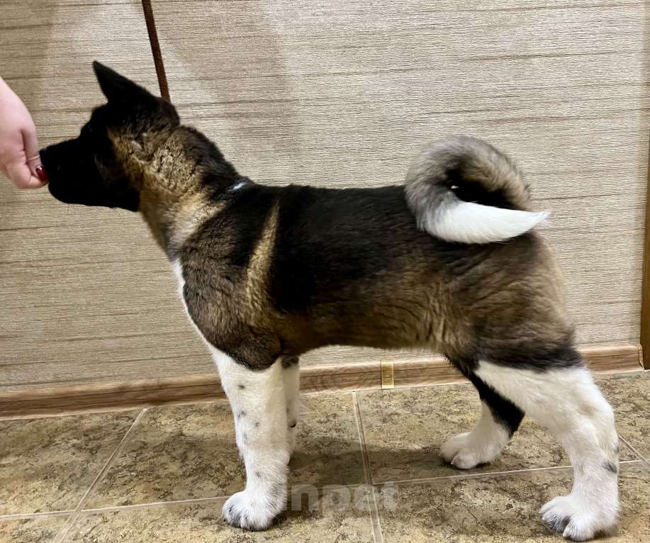 Собаки в Омске: Щенок Американской Акиты Мальчик, 50 000 руб. - фото 3