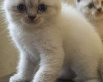 Кошки в других городах Краснодарского края: Шотландские котята Девочка, 8 500 руб. - фото 1
