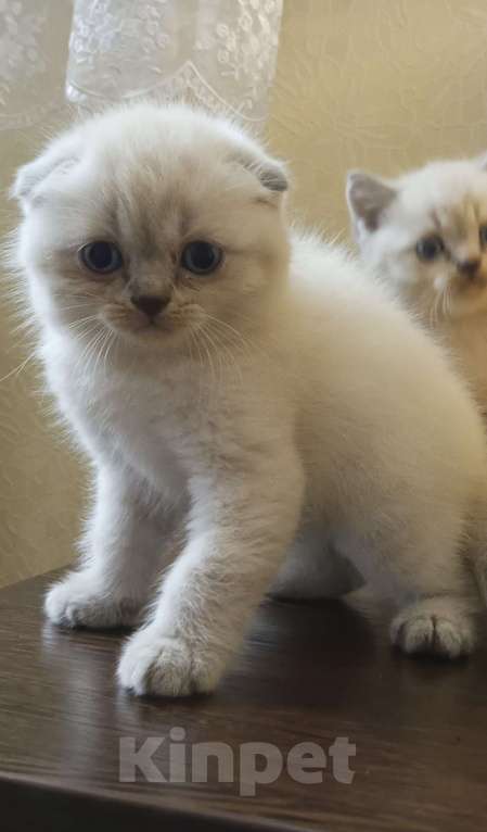 Кошки в других городах Краснодарского края: Шотландские котята Девочка, 8 500 руб. - фото 1