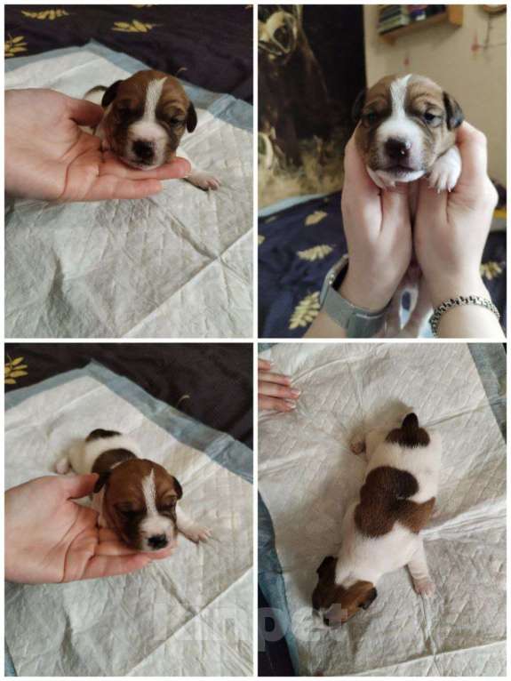 Собаки в Архангельске: Щенки джек-рассел-терьер Мальчик, 15 000 руб. - фото 3