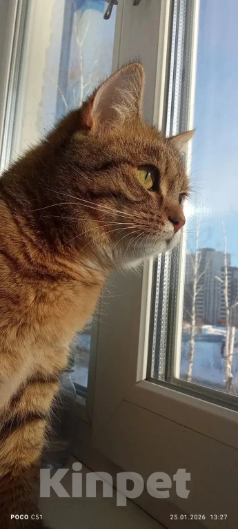 Кошки в Екатеринбурге: Кошечка Алиса в добрые руки Девочка, Бесплатно - фото 2