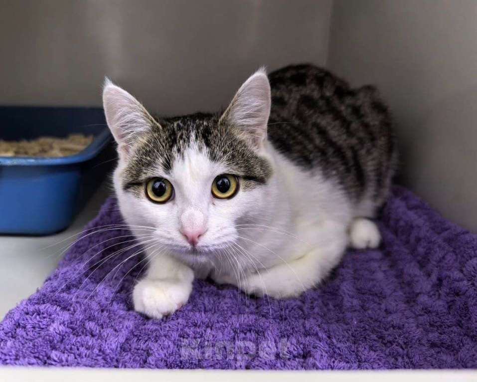 Кошки в Москве: Кроха, над которой издевались дети, начинает искать домик Девочка, Бесплатно - фото 3