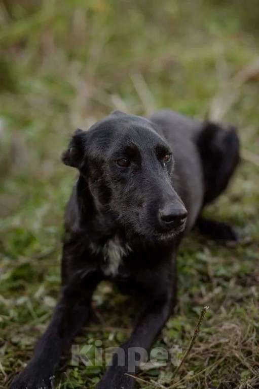 Собаки в Москве: Чудесный Лорд ищет свою семью Мальчик, Бесплатно - фото 3