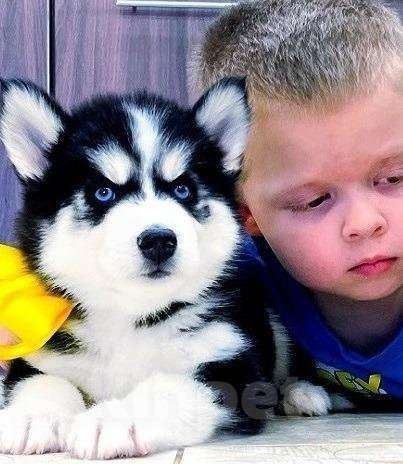 Собаки в Мытищах: Хаски Щенки Разных окрасов Разнополые, Бесплатно - фото 1