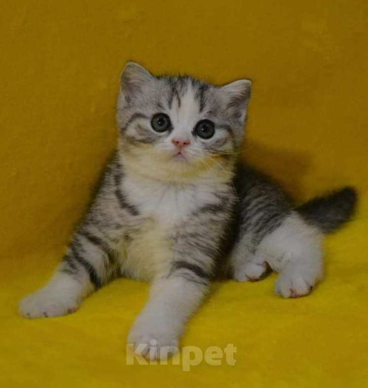 Кошки в Нижнем Новгороде: Малыш скоттиш страйт Мальчик, 15 000 руб. - фото 3