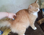 Кошки в Ярославле: Котик рыжий Мальчик, 1 руб. - фото 1