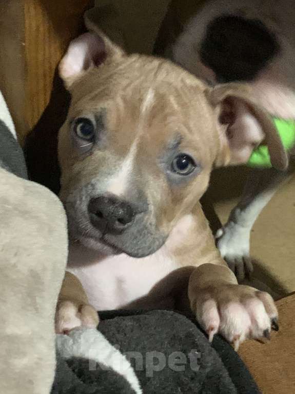 Собаки в Новосибирске: Бенджамин Мальчик, 20 000 руб. - фото 4