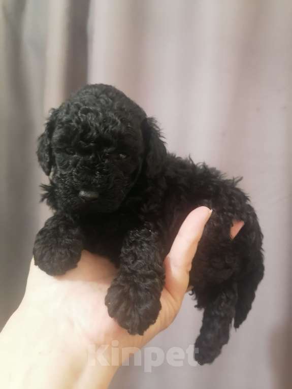 Собаки в Санкт-Петербурге: Той пудель девочка Мальчик, 65 000 руб. - фото 1