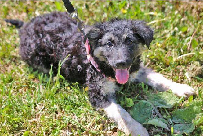 Собаки в Москве: Кудряшка из приюта ищет дом Девочка, Бесплатно - фото 4