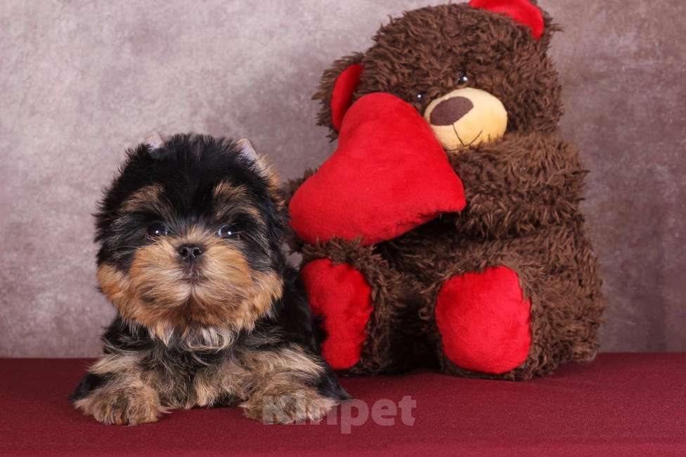 Собаки в Москве: Йоркширский терьер красивый курносик Федерико РКФ Мальчик, 50 000 руб. - фото 6