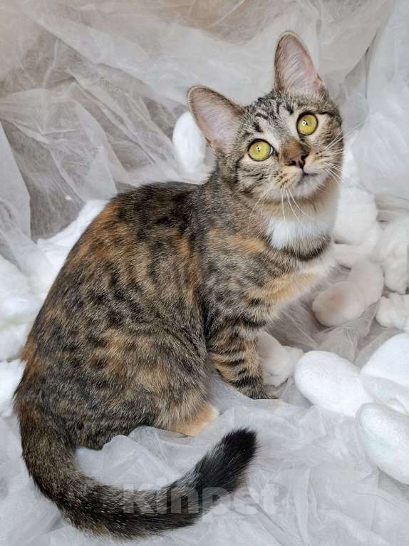 Кошки в Москве: Кошечка-подросток с рыжими лапками в добрые руки  Девочка, Бесплатно - фото 5