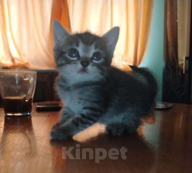 Кошки в Кемерово: Котята в добрые руки Девочка, Бесплатно - фото 2