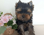 Собаки в других городах Свердловской области: Йоркширский терьер щенок Девочка, 45 000 руб. - фото 3