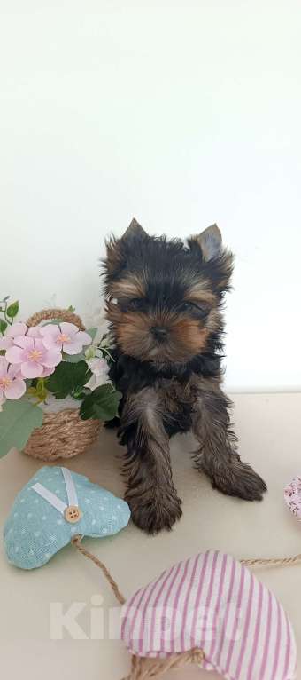 Собаки в других городах Свердловской области: Йоркширский терьер щенок Девочка, 45 000 руб. - фото 3