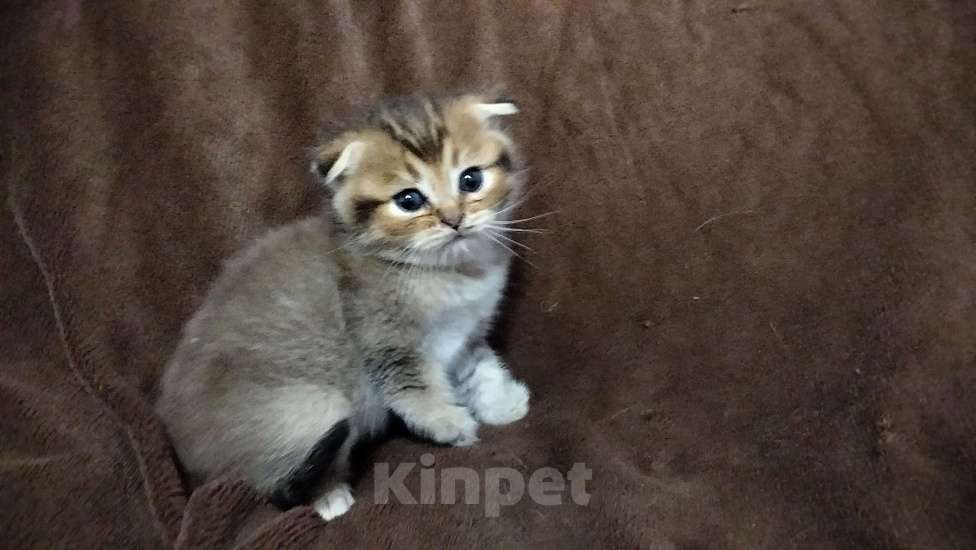 Кошки в Ногинске: Шотландская золотая шиншилла вислоухий Мальчик, 15 000 руб. - фото 1