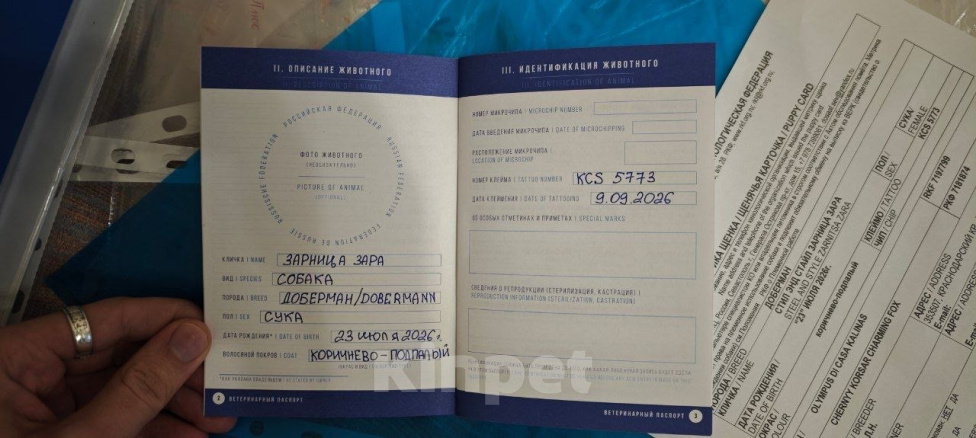 Собаки в Москве: Девочка добермана с документами РКФ Девочка, 60 000 руб. - фото 4
