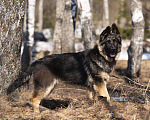 Собаки в других городах Московской области: Собаки щенки немецкой овчарки рабочего разведения Девочка, 80 000 руб. - фото 9