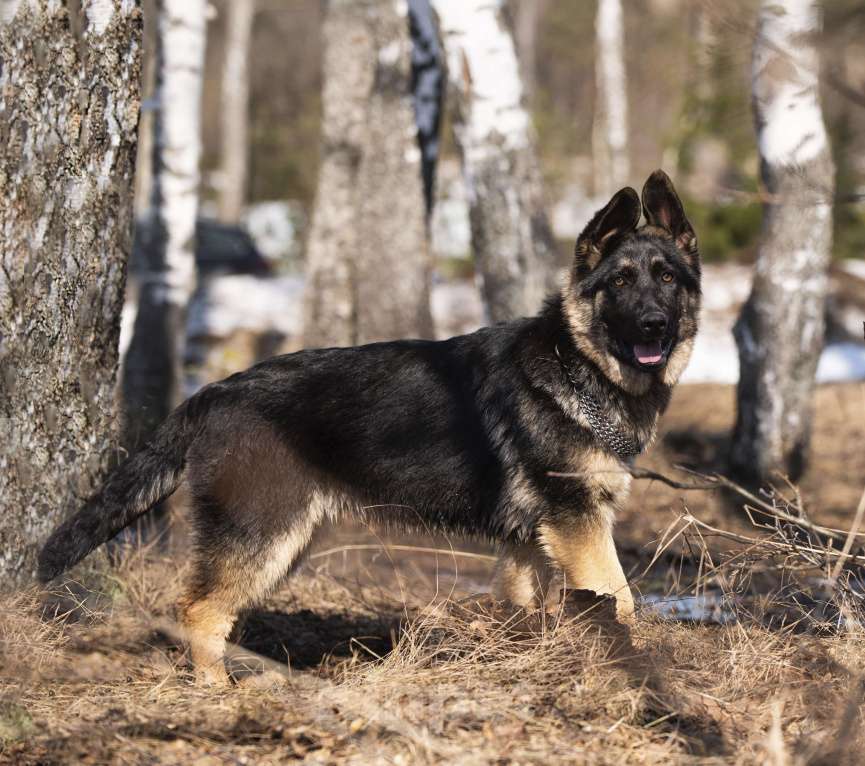 Собаки в других городах Московской области: Собаки щенки немецкой овчарки рабочего разведения Девочка, 80 000 руб. - фото 9