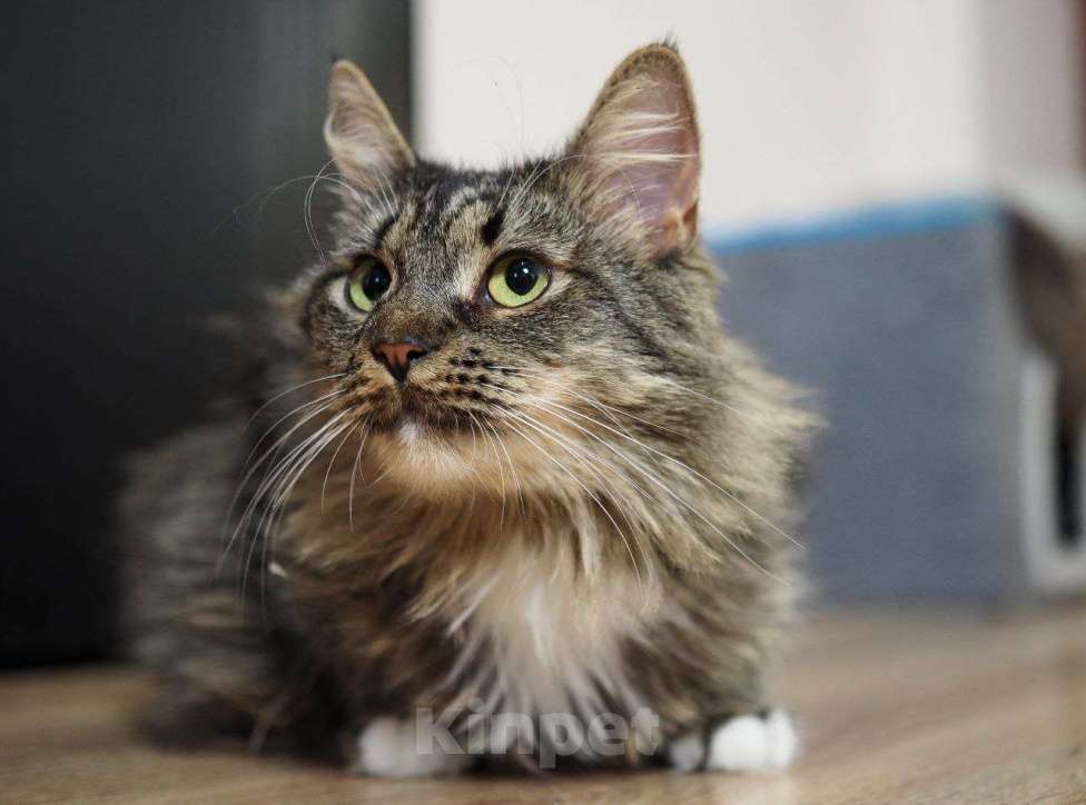 Кошки в Москве: Смешная кошечка Марыся в поисках семьи Девочка, Бесплатно - фото 2