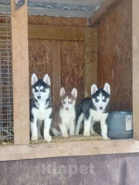 Собаки в Высоковске: Продаются щенки Хаски . Родились 19 сентября. Кушают самостоятельно Мальчик, 10 000 руб. - фото 4