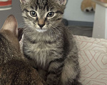 Кошки в Иркутске: Котенок по имени черемушка Девочка, Бесплатно - фото 2