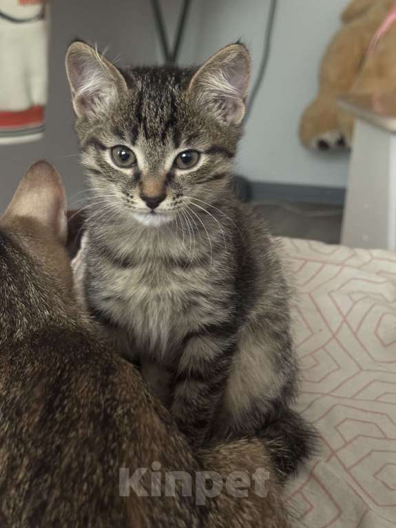 Кошки в Иркутске: Котенок по имени черемушка Девочка, Бесплатно - фото 2