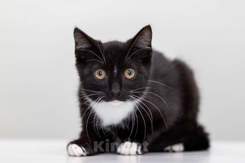 Кошки в Москве: Шалот Мальчик, Бесплатно - фото 5