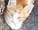 Кошки в Майкопе: Котенок в добрые руки Мальчик, Бесплатно - фото 3