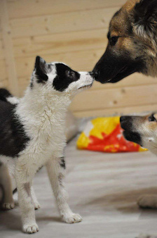 Роберта якутенок ппбж