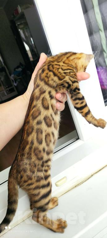 Кошки в Химках: Бенгальский котенок кошка  Девочка, 35 000 руб. - фото 3