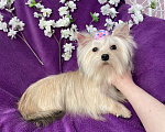 Собаки в Москве: Золотой йорк мини девочка подрощенная Девочка, 80 000 руб. - фото 8