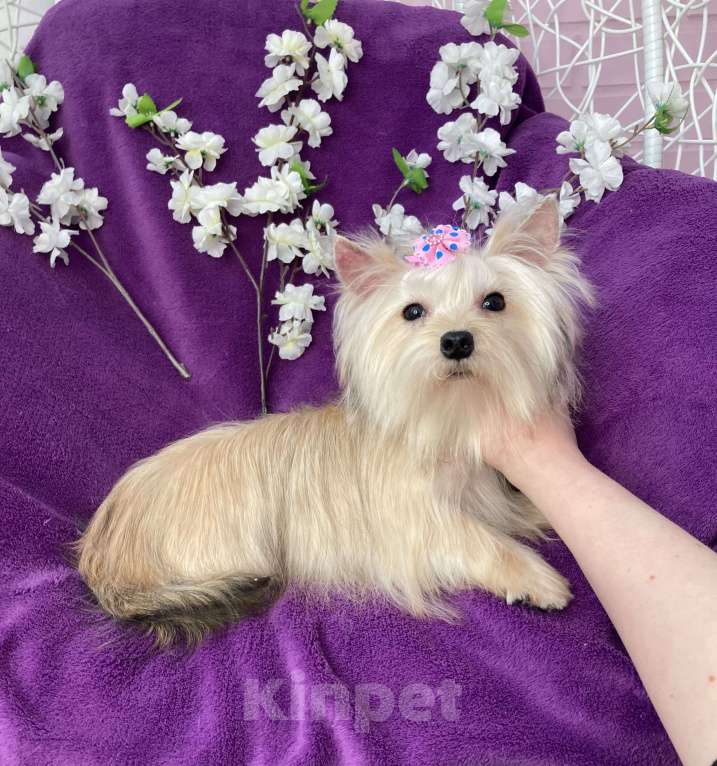 Собаки в Москве: Золотой йорк мини девочка подрощенная Девочка, 80 000 руб. - фото 8