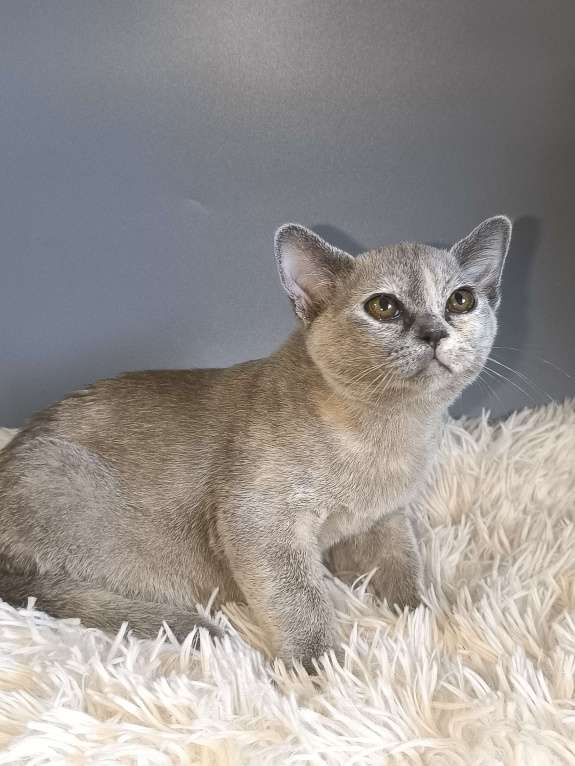 Кошки в Москве: Котенок европейской бурмы голубо- кремовая черепаха с документами Девочка, Бесплатно - фото 1