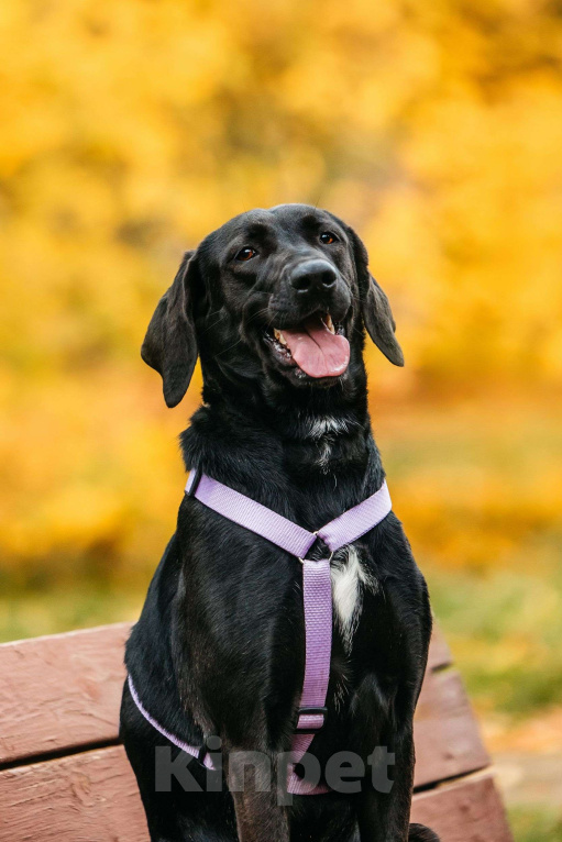 Собаки в Москве: Собака бесплатно Москва Девочка, Бесплатно - фото 7