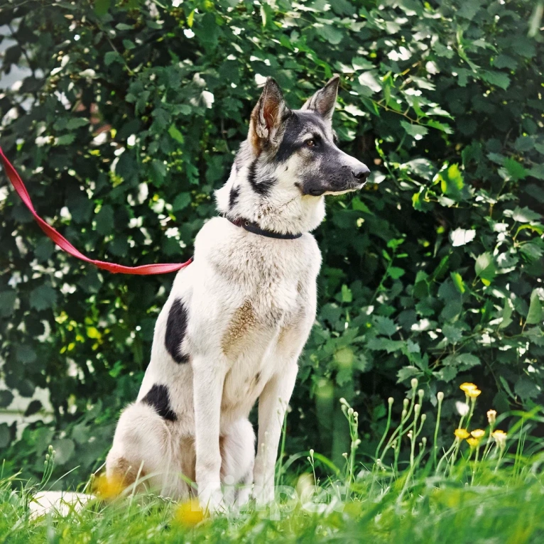 Собаки в Сергиеве Посаде: Аша якутенок Девочка, Бесплатно - фото 7