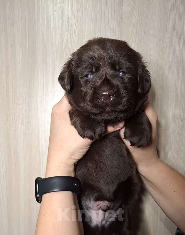 Собаки в Перми: Щенок лабрадора  Девочка, 80 000 руб. - фото 2