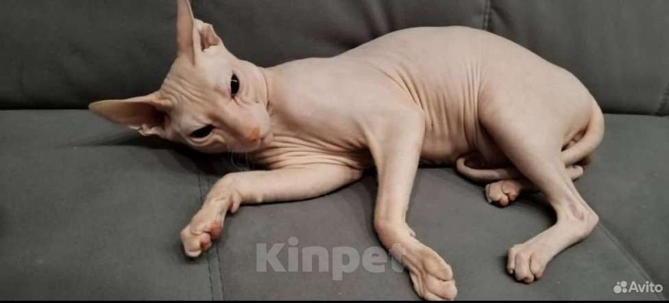 Кошки в Стерлитамаке: Котята донского сфинкса  Девочка, 6 500 руб. - фото 5