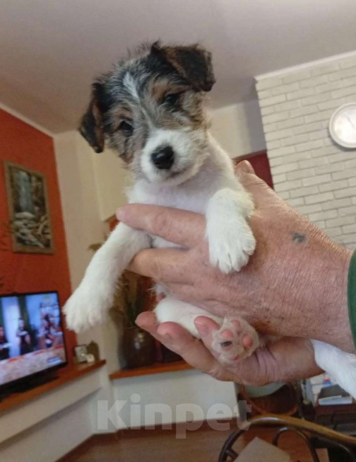 Собаки в Абинске: Продам Девочка, 15 000 руб. - фото 1