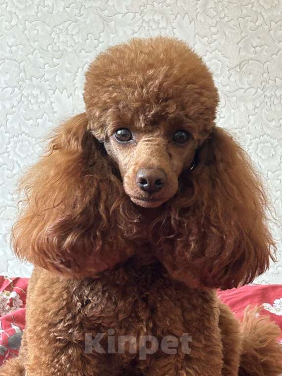 Собаки в Санкт-Петербурге: Щенок той пуделя девочка ищет добрых и любимых хозяев Девочка, Бесплатно - фото 8