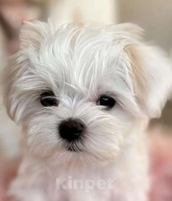 Собаки в Москве: продаю Девочка, Бесплатно - фото 2