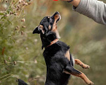 Собаки в Москве: Метис чихуахуа Джимми в добрые руки Мальчик, 1 руб. - фото 2